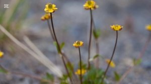 Клип - круг времён