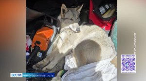 Сбитой под Череповцом 10-месячной лайке собирают средства на срочную операцию