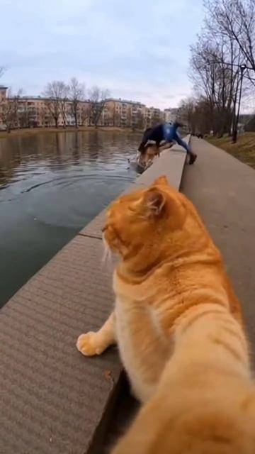 Ох уж эти псы…