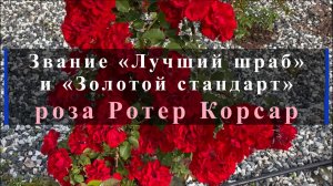 Звание «Лучший шраб«и «Золотой стандарт» -роза Ротер Корсар