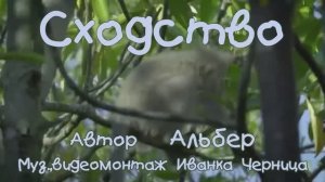 СХОДСТВО          Альбер            Иванка Черница