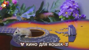 Видео для кошек про крысок развлекать питомцев 🐭🐀😂 (513)