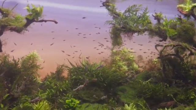 Дедушка Ленин в аквариуме. Дядя Саша рассказывает про аквариумных рыбок..