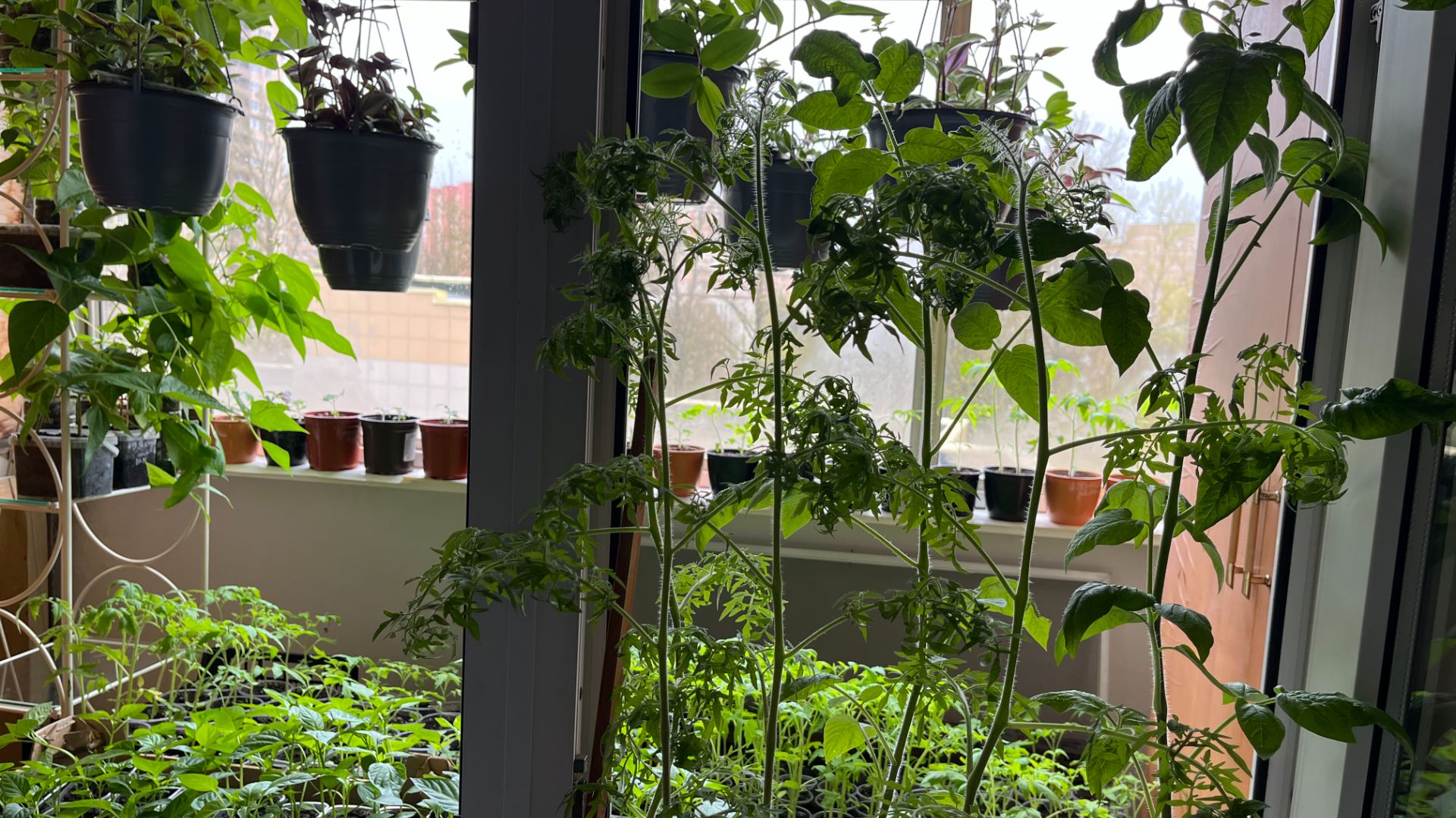 Сплю с рассадой, жить не могу без земли, перевалка рассады в новые горшки, пикировка цветов