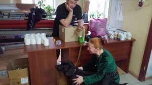 Калейдоскоп  🐕 Пёс 🐕 Чибо 🧶 Моя Жизнь Кино 🎬 Музей Псов