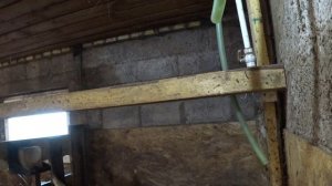 Прогулка в три смены . Разгребаю проблемы . Уцелело две коровы