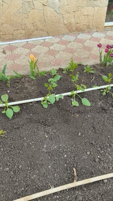 георгины однолетние в грунте 27 апреля #теплица #дача #садоводничество #огород #уходзатеплицей