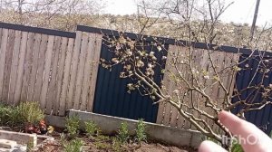 УТРО ПОСЛЕ ДОЖДЯ. ЗАНИМАЮСЬ КЛУБНИКОЙ И НОВОЙ КЛУМБОЙ.