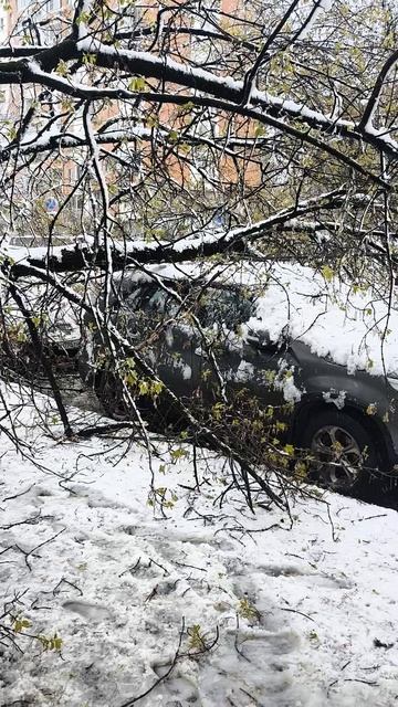 Дерево, Упало на Машину