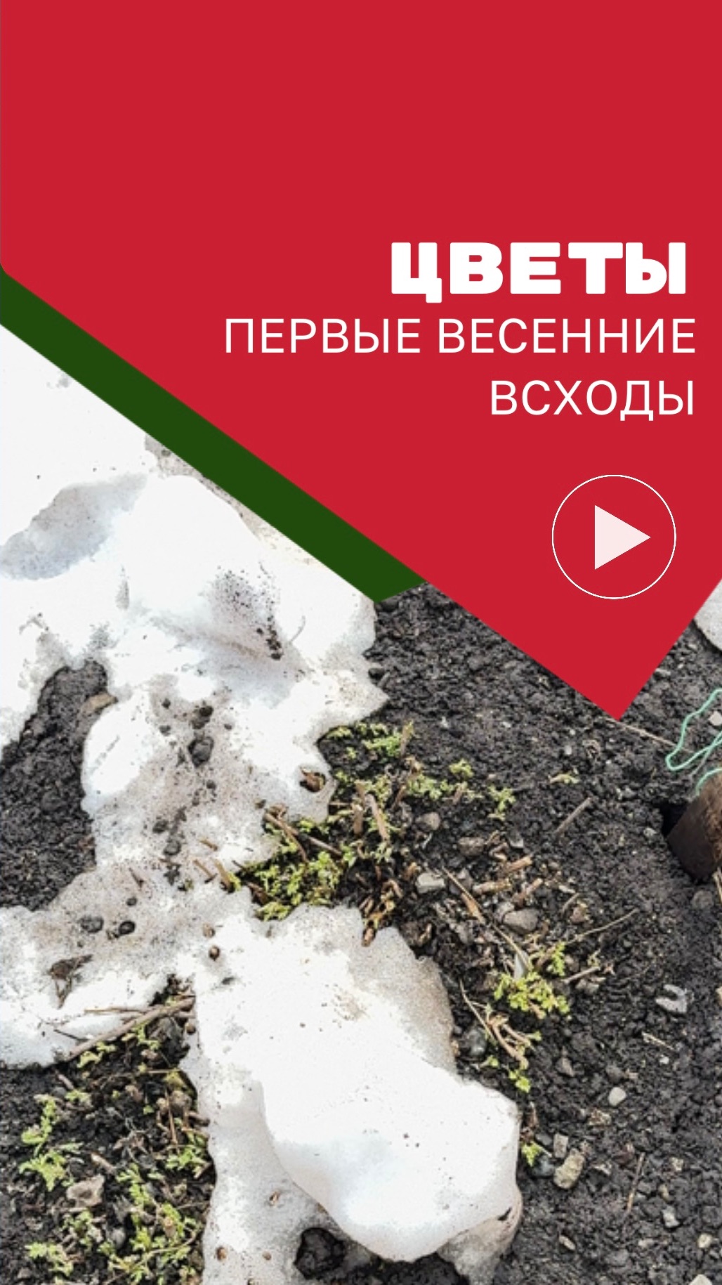 Первые цветы после зимы в моем палисаднике