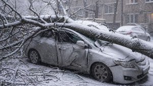 Деревья ломаются под тяжестью снега, десятки машин стали жертвами сильнейшего снегопада в Москве