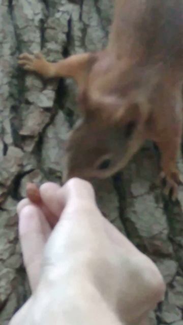 белка не взяла орех