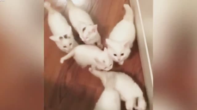 Смешные видео ТОП видео про кошек и собак 2026г🤣🤣🤣🤣 РЖАКА