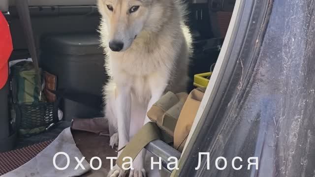 Охота с лайкой.Осенний лес.Буран Ойра и Лось