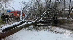 Непогода повалила 542 дерева в Подмосковье, пострадали шесть человек