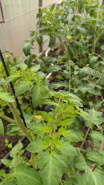 ежедневный осмотр теплицы 27 апреля #теплица #дача #садоводничество #огород #уходзатеплицей