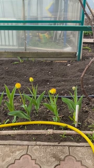 тюльпаны кальциевая подкормка 27 апреля #теплица #дача #садоводничество #огород #уходзатеплицей