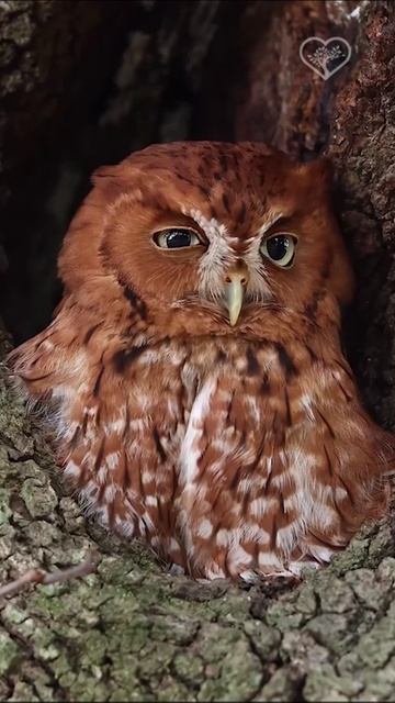 Сова пытается не заснуть