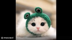 набор фото милых котят ♥️