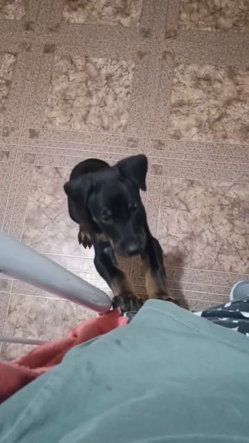 Афина маленькая Обжорка!