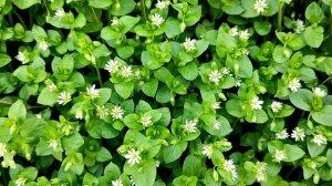 Мокрица на грядках: применяю 4 простых метода и избавляюсь от мокрицы