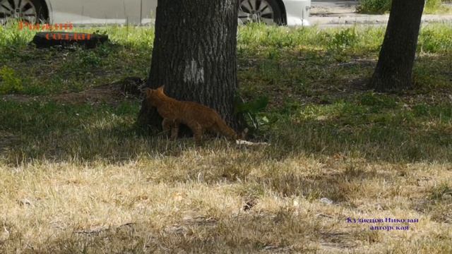 Рыжий_солдат_