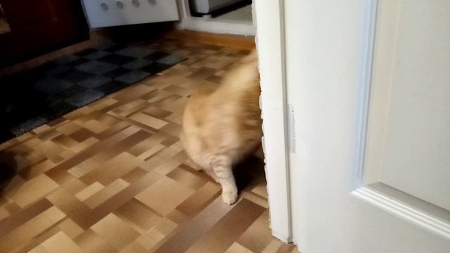 Сочно! Ищу бабку-шептуху для кота!