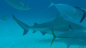 Морские хищники 10 серия