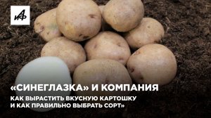 Как вырастить вкусную картошку и как правильно выбрать сорт, рассказал селекционер