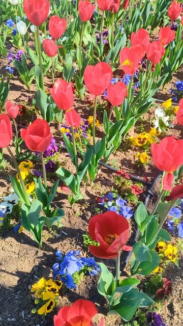 Цветущая Евпатория #евпатория #природа #shorts