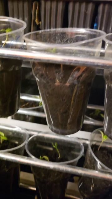 У Луны заживает глаз #шпиц #собака #животные #шпицы #глаз