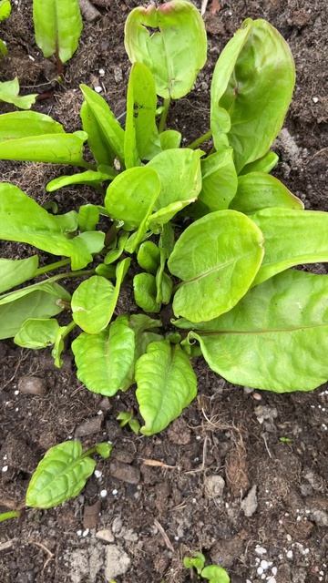 Весенние полезности под ногами