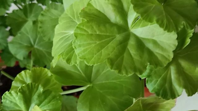 Из маленького черенка Пеларгонии, пышный кустик