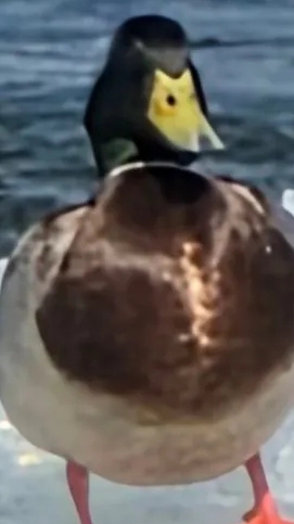 ПОБИЛ СТАРУШКУ 💀💀💀