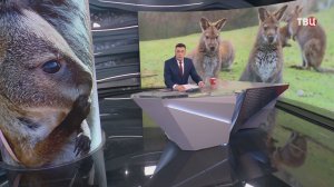 Детеныши четырех кенгуру спрятались у мам в сумках в Ленинградском зоопарке