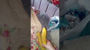 VID_20260421_092039.mp4