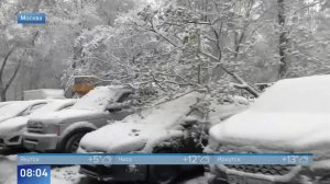Из-за метели в Москве и МО на машины упали ветви деревьев: видео.