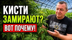 Ваши томаты замерли? Секрет «куриной лапки» и роковая ошибка отопления