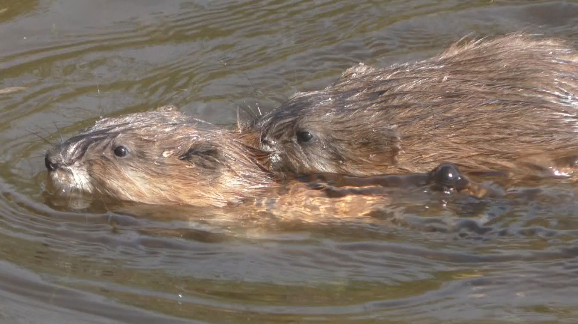 Брачные игры ондатр