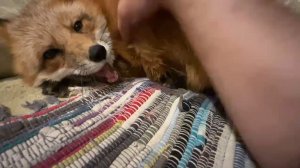 Лиса-Алиса. Мокрая лиса пришла валяться на диване