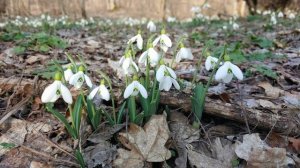 А в лесу цветет подснежник