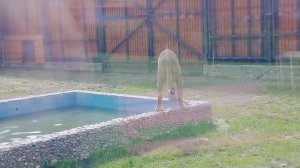 AFJL6082 Видео от Ивана 27.04.2026