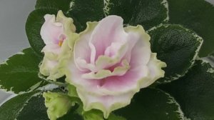 Фиалки, мини сорта из моей коллекции)  Часть  2