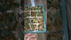 работаю с флаской и распикирую подрощенные орхидейки из семян