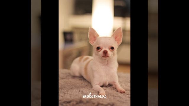 если бы я была...