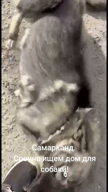 собака ищет дом!