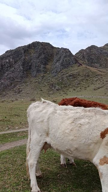 подкормка коней.