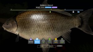 ЛЕГЕНДНАРНЫЕ РАЗДАЧИ БУФФАЛО И СЕВРЮГИ  НА АХТУБЕ, ФАРМЫ НА ДРЯГИНЕ И МЕДНОМ В РУССКОЙ РЫБАЛКЕ 4 РР4