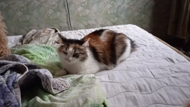 Ленивые игры собаки Арчи и кошки Ромашки