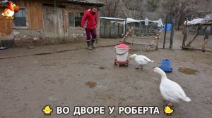 Содержание кур в домашних условиях и других птиц во дворе у Роберта 🐣🐤🦆🐔🪿🦃 (480)